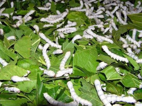 Giải pháp: Sử dụng thuốc hỗ trợ tăng kén để nâng cao hiệu suất