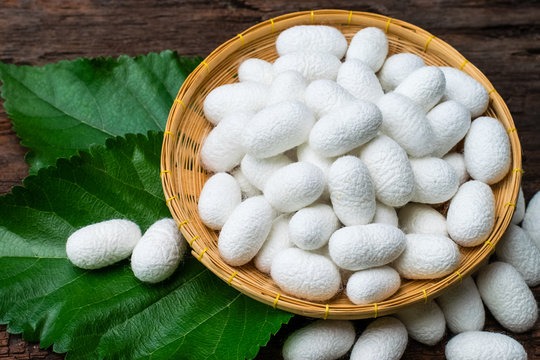 Thuốc hỗ trợ tăng kén