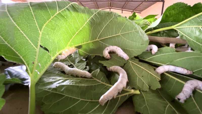 Bệnh do vi khuẩn ở tằm