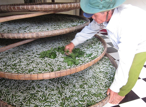Kỹ thuật băng tằm